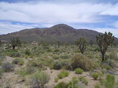 desert.jpg (27511 bytes)